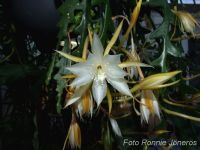 Epiphyllum agulier